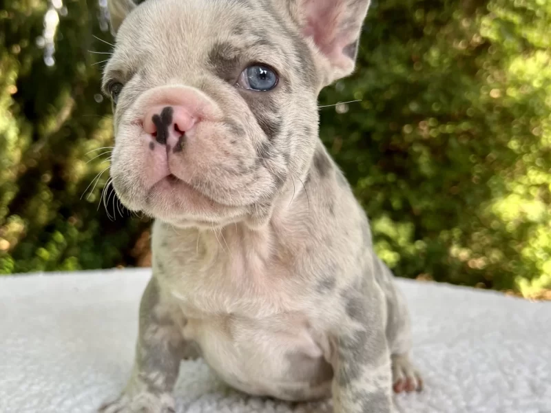 lilac-merle-french-bulldog-tomkings-puppies-scaled.jpg (1)